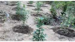 &Phi;&upsilon;&tau;&epsilon;ί&alpha; &mu;&epsilon; &pi;&epsilon;&rho;&iota;&sigma;&sigma;ό&tau;&epsilon;&rho;&alpha; &alpha;&pi;ό 1.000 &delta;&epsilon;&nu;&delta;&rho;ύ&lambda;&lambda;&iota;&alpha; &kappa;ά&nu;&nu;&alpha;&beta;&eta;&sigmaf; &epsilon;ί&chi;&alpha;&nu; "&kappa;&rho;ύ&psi;&epsilon;&iota;" &sigma;&epsilon; &delta;&alpha;&sigma;&iota;&kappa;ή &pi;&epsilon;&rho;&iota;&omicron;&chi;ή &tau;&omicron;&upsilon; &nu;&omicron;&mu;&omicron;ύ &Theta;&epsilon;&sigma;&sigma;&alpha;&lambda;&omicron;&nu;ί&kappa;&eta;&sigmaf;