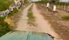 Βέροια: Εμφάνιση λύκων σε αγροτική περιοχή - Αγροτικά νέα IMATHIOTIKIGI.GR