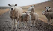 ΥΠΑΑΤ: Επικαιροποίηση στοιχείων για τον αφθώδη πυρετό στη Λέσβο