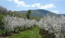 Μάγεψαν οι ανθισμένες κερασιές της Πέλλας – Πλήθος επισκεπτών στις εκδηλώσεις της Περιφερειακής Ενότητας Πέλλας της Περιφέρειας Κεντρικής Μακεδονίας