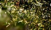 Παράταση εφαρμογής της υποχρεωτικής δήλωσης συγκομιδής ελαιοκάρπου