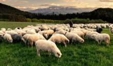 ΥφΑΑΤ, Μ. Λαζαρίδης: Το ΠΑΣΟΚ καταψήφισε τη στήριξη των κτηνοτρόφων που πλήττονται από τον αφθώδη πυρετό