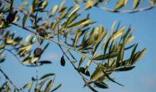 Ελιά: Τι είναι η σχινοκαρπία και πώς να την αποφύγετε