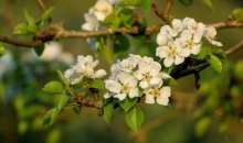 Γεωργικές προειδοποιήσεις για την Αχλαδιά