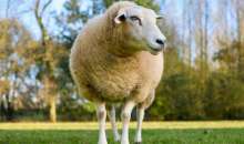 ΥΠΑΑΤ: Στα 20 τα επιβεβαιωμένα κρούσματα αφθώδους πυρετού στη Λέσβο – Δύο νέα κρούσματα σε τέσσερις εκτροφές