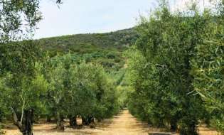 Ελιές Χαλκιδικής: «Βουτιά» 50% στην παραγωγή και 60 λεπτά κάτω η τιμή!