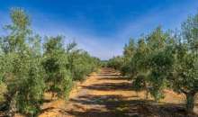 Αγροτικά νέα και ειδήσεις IMATHIOTIKIGI.GR - Ελαιοκομικό Μητρώο: Τι ισχύει για τις δηλώσεις συγκομιδής