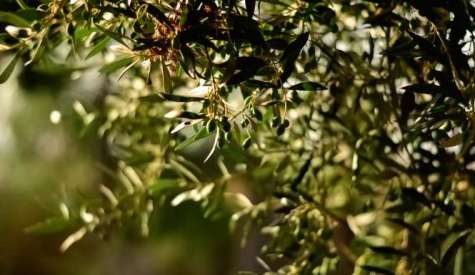 Γεωργικές προειδοποιήσεις για την Ελιά