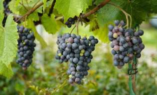 ΚΕΟΣΟΕ: ΕΔΟΑΟ: Δράσεις και νέες παραγωγές  για την ανάδειξη των ελληνικών  Π.Ο.Π. & Π.Γ.Ε. οίνων