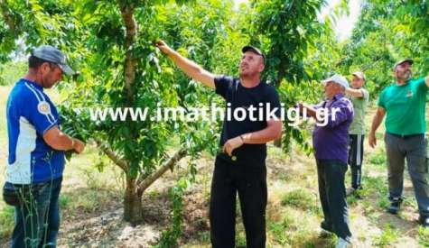 Ενωτική Ομοσπονδία Αγροτικών Συλλόγων Ημαθίας: Εργάτες γης και βιοπαλαιστές αγρότες στον ίδιο αγώνα για αξιοπρεπή ζωή