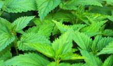 Γιατί η τσουκνίδα είναι ωφέλιμο φυτό;