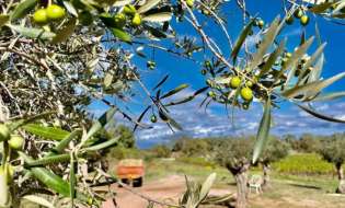 Γεωργικές προειδοποιήσεις για την Ελιά | Αγροτικά νέα IMATHIOTIKIGI.GR