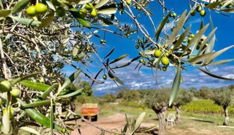 Γεωργικές προειδοποιήσεις για την Ελιά | Αγροτικά νέα IMATHIOTIKIGI.GR