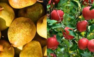 Γεωργικές προειδοποιήσεις για τη Μηλιά και Αχλαδιά | Αγροτικά νέα IMATHIOTIKIGI.GR