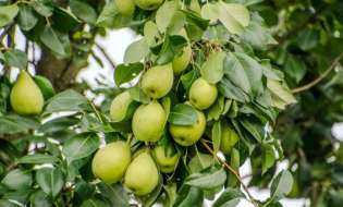 Γεωργικές προειδοποιήσεις για την Αχλαδιά | Αγροτικά νέα IMATHIOTIKIGI.GR