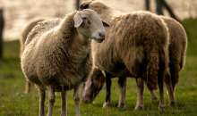 ΠΟΓΕΔΥ: Έκτακτα μέτρα για την αντιμετώπιση των επιζωοτιών ή για την τακτοποίηση ημετέρων;