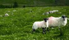 ΥΠΑΑΤ: Διεύρυνση της κάλυψης λειτουργικών δαπανών κατά της ευλογιάς και του αφθώδους πυρετού σε όλες τις Περιφέρειες της χώρας