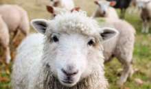 ΥΠΑΑΤ: Επικαιροποιείται το πλαίσιο αντιμετώπισης του αφθώδους πυρετού