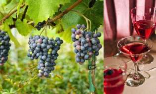 ΚΕΟΣΟΕ: Οι καλές ειδήσεις διαδέχονται η μία την άλλη για τις εξαγωγές οίνου, επαναλαμβάνονται όμως οι «συμφορές» για τη γεωργία με την εμπορική συμφωνία με την Αυστραλία;