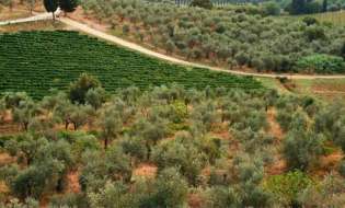 Γεωργικές προειδοποιήσεις για την Ελιά | Αγροτικά νέα IMATHIOTIKIGI.GR