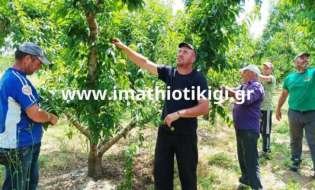 Εργάτες γης: Το εργόσημο οδεύει προς κατάργηση - Έντονα προβληματισμένοι οι αγρότες