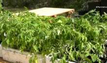 Δράμα: Η 26η γιορτή σπόρων του Πελίτι