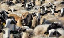 ΥΠΑΑΤ: Καμία χαλάρωση στην εφαρμογή των μέτρων για την ευλογιά και τον αφθώδη πυρετό ενόψει Πάσχα