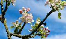 Αντιμετώπιση εχθρών στα Μηλοειδή | Αγροτικά νέα IMATHIOTIKIGI.GR