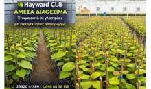 Φυτά Ακτινιδιάς HAYWARD Cl.8 σε γλαστράκι από τα Milis Plant Nurseries: Η Ιδανική Επιλογή για Υγιή και Δυνατά Φυτά