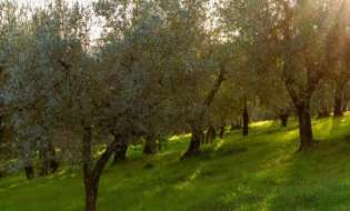 Γεωργικές προειδοποιήσεις για την Ελιά | Αγροτικά νέα IMATHIOTIKIGI.GR