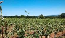 Το χαλάζι κατέστρεψε 500 στρέμματα αμπελώνων στη Ζίτσα Ιωαννίνων