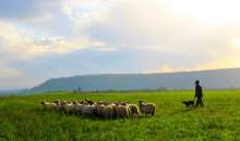 Συμπαράσταση της Ενωτικής Ομοσπονδίας Αγροτικών Συλλόγων Ημαθίας στους αγροτοκτηνοτρόφους της Λέσβου