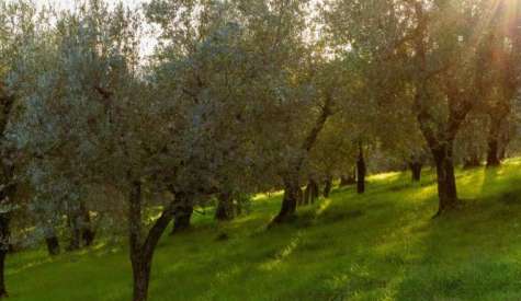 Γεωργικές προειδοποιήσεις για την Ελιά | Αγροτικά νέα IMATHIOTIKIGI.GR