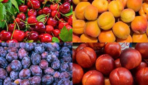 Εχθροί και ασθένειες στα πυρηνόκαρπα | Αγροτικά νέα IMATHIOTIKIGI.GR