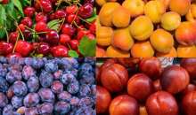 Εχθροί και ασθένειες στα πυρηνόκαρπα | Αγροτικά νέα IMATHIOTIKIGI.GR