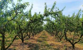 Ενωτική Ομοσπονδία Αγροτικών Συλλόγων Ημαθίας: Ζητούν ποιοτική πρώτη ύλη, πιέζουν το αγροτικό εισόδημα