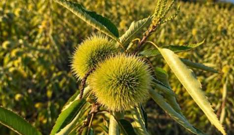 ΚΑΣΤΑΝΙΑ Castanea sativa
