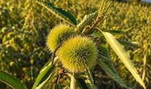 ΚΑΣΤΑΝΙΑ Castanea sativa
