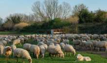 ΥΠΑΑΤ: Πάνω από 1.800 έλεγχοι ενόψει Πάσχα για την προστασία του καταναλωτή και την αποτροπή ελληνοποιήσεων