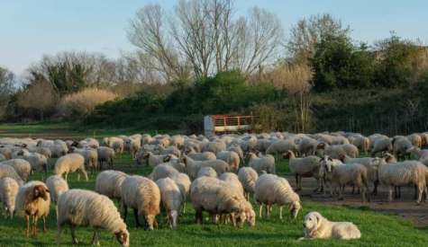 Μ. Λαζαρίδης: Άμεσα μέτρα στήριξης και αποζημιώσεις για τις επιπτώσεις του αφθώδους πυρετού